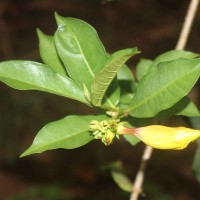 Allamanda schottii Pohl